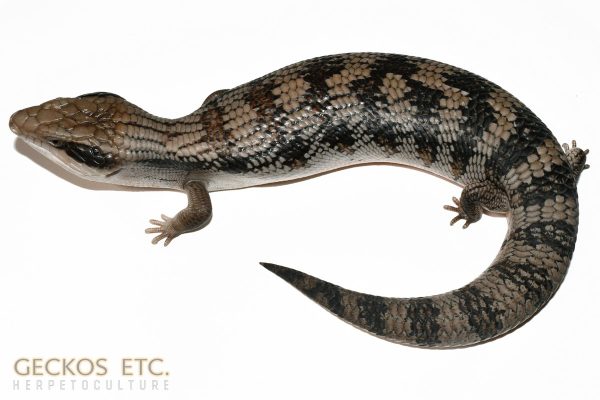 EBT9-R - Eastern Blue Tongue Skink - Unknown Sex - 383g