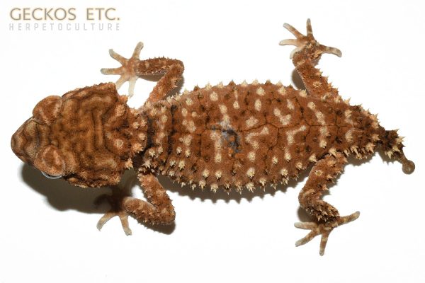NAM22325-R - Rough Knobtail Gecko, Nephrurus amyae - Male - 32g