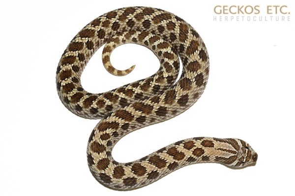 HMTHF1108-R2 - 100% Het Mai Tai - Female - 115g