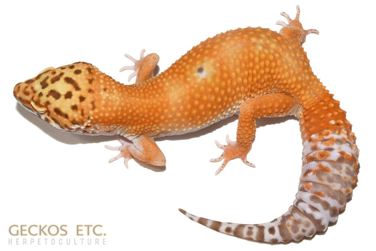 BHBF4331 - Bell Sunglow Leopard Gecko - Female - 51g - Geckos Etc.