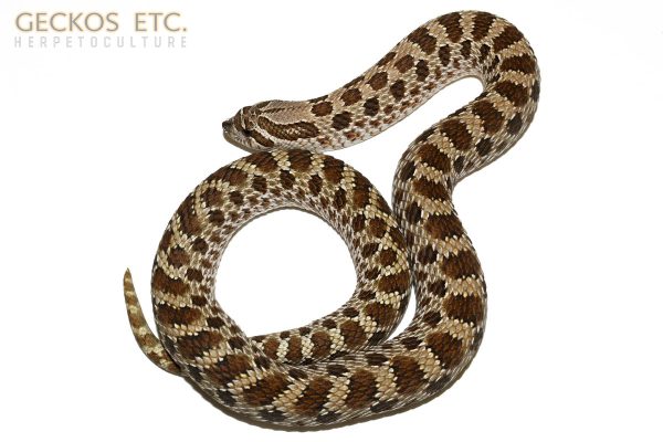 HMTHF1107-R2 - 100% Het Mai Tai - Female - 117g