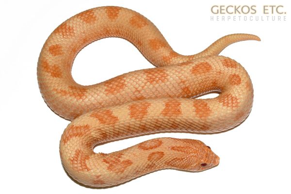 SFHF159-R2 - Solar Flare (Sunburst Conda) - Female - 127g